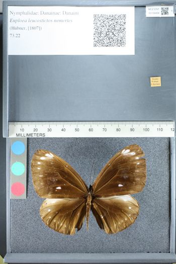 Media type: image;   Entomology 158406